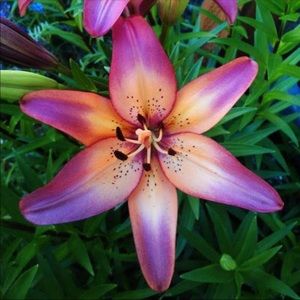 Meet your Posher, Tawanna